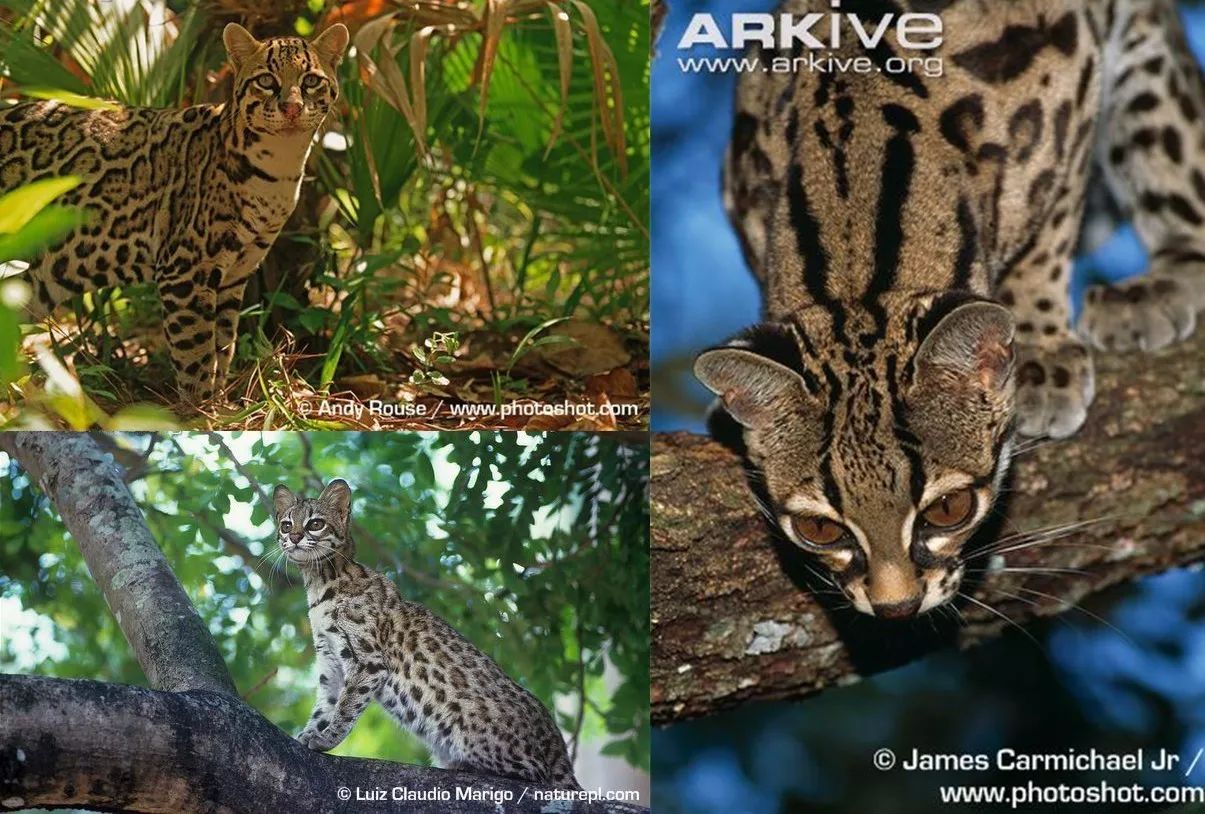 熱帶森林中生活著本屬的三個物種:虎貓leopardus pardalis,小斑虎貓l