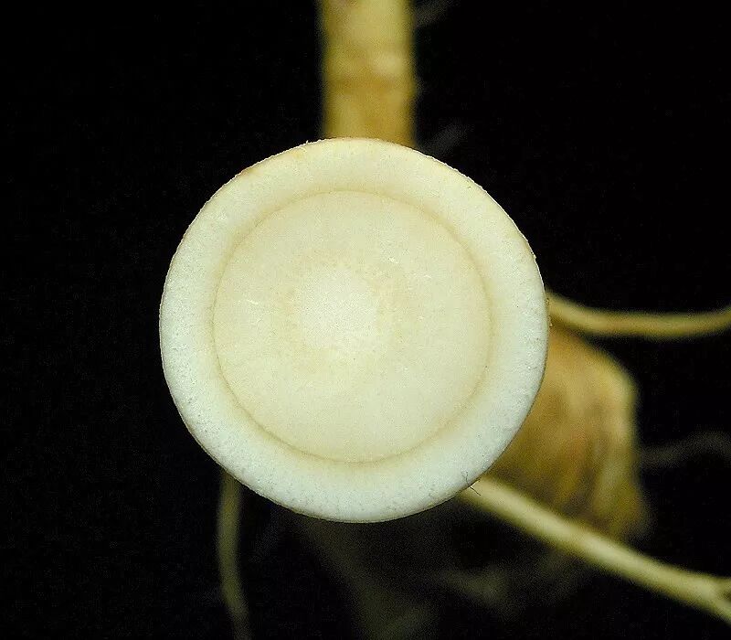 辣根白色柱状肉质根的横切面.