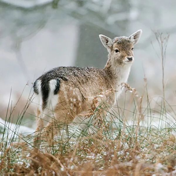 这是一头神奇的黇tiān鹿哟喂