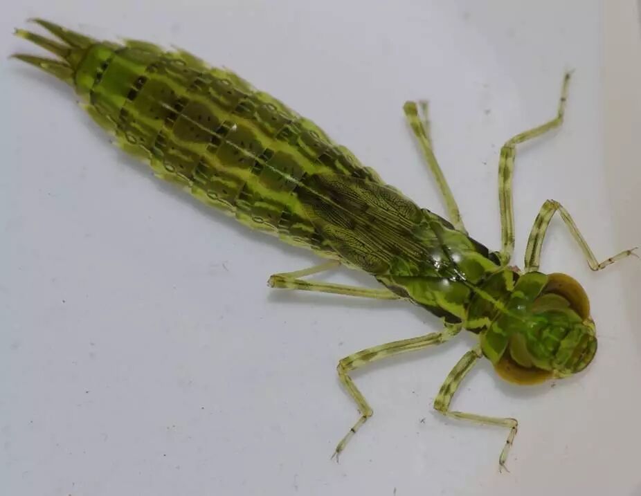 图片:brad carlson / flickr春蜓科(gomphidae)体型多样,从修长的纺锤