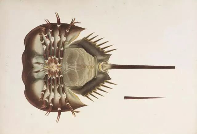 同样是鲎为什么中国鲎濒危了