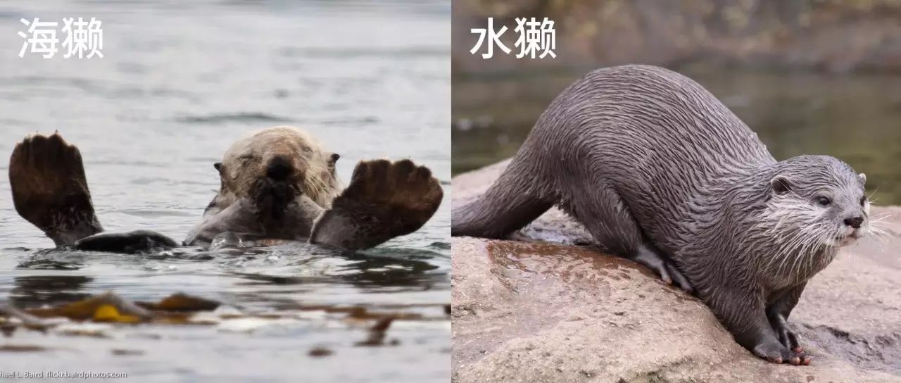 看上去很像海狮,海豹等海洋哺乳动物的鳍肢;而水獭的后足虽然也有蹼