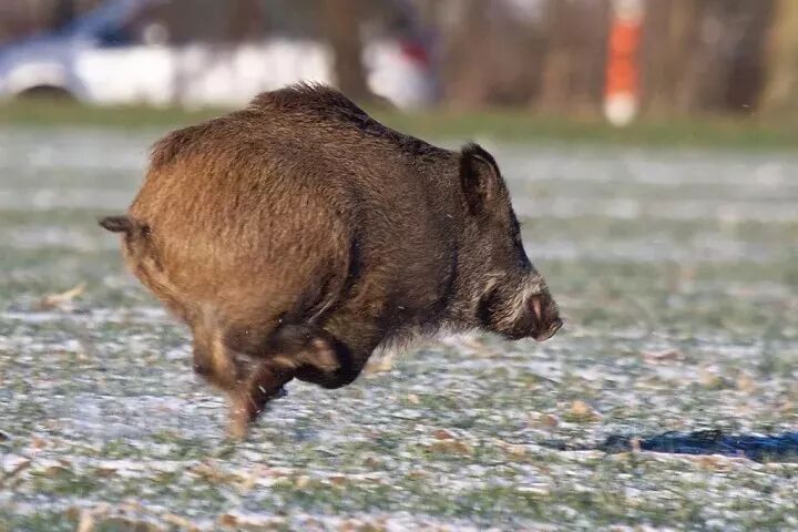 脏懒蠢才不怪居居是饲养员不够精致