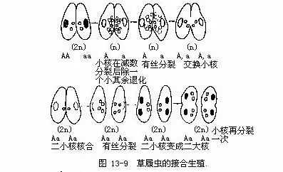 你养过最小的宠物是什么当然是生物课上的草履虫