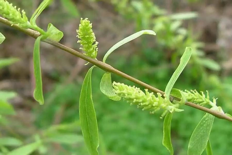 柳树茎图片