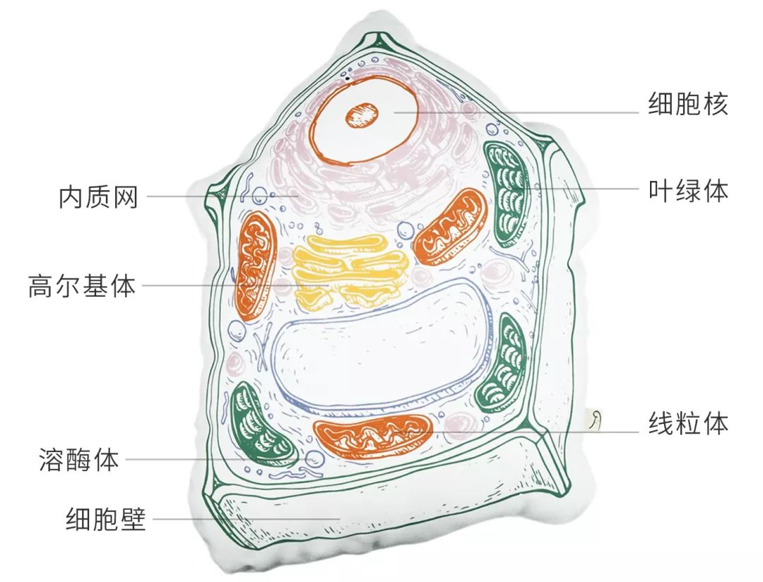 你瞧,這是個動物細胞亞顯微結構圖.