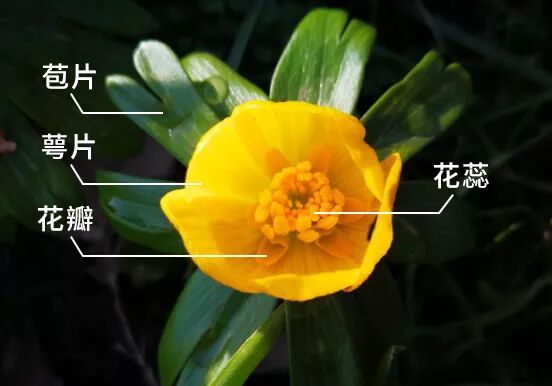 初春绽放的明黄色可是迎春花