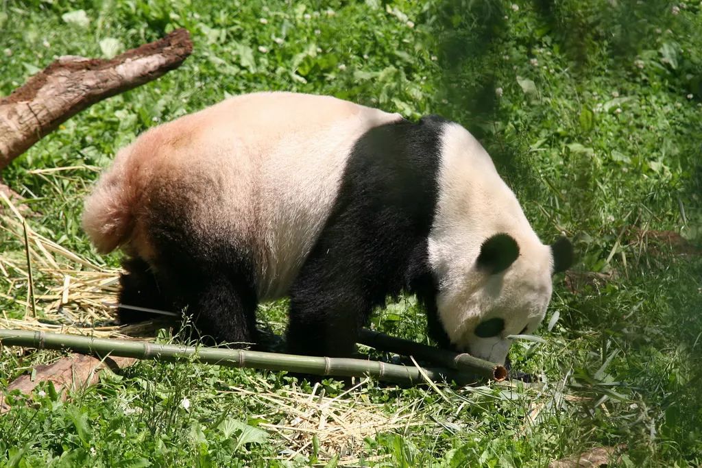 兽娘动物园熊猫图片