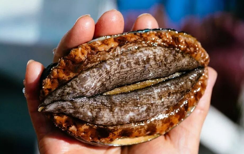 如果你跟鲍鱼打过交道,你或许知道鲍鱼身体由一个宽大的贝壳和贝壳下