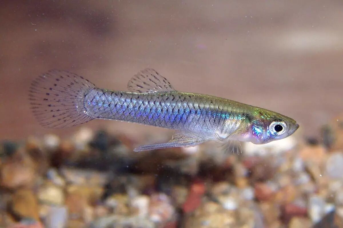 霍氏食蚊鱼的雄鱼.