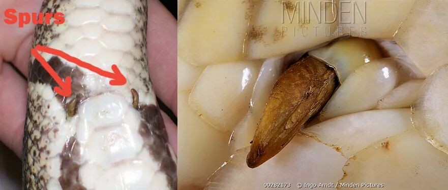 如果有人夸你腰细如蛇你可得小心了