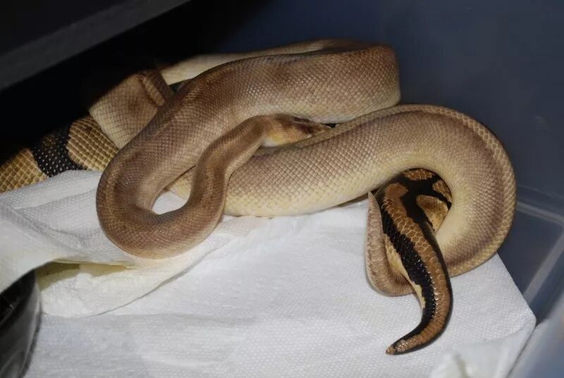 如果有人夸你腰细如蛇你可得小心了