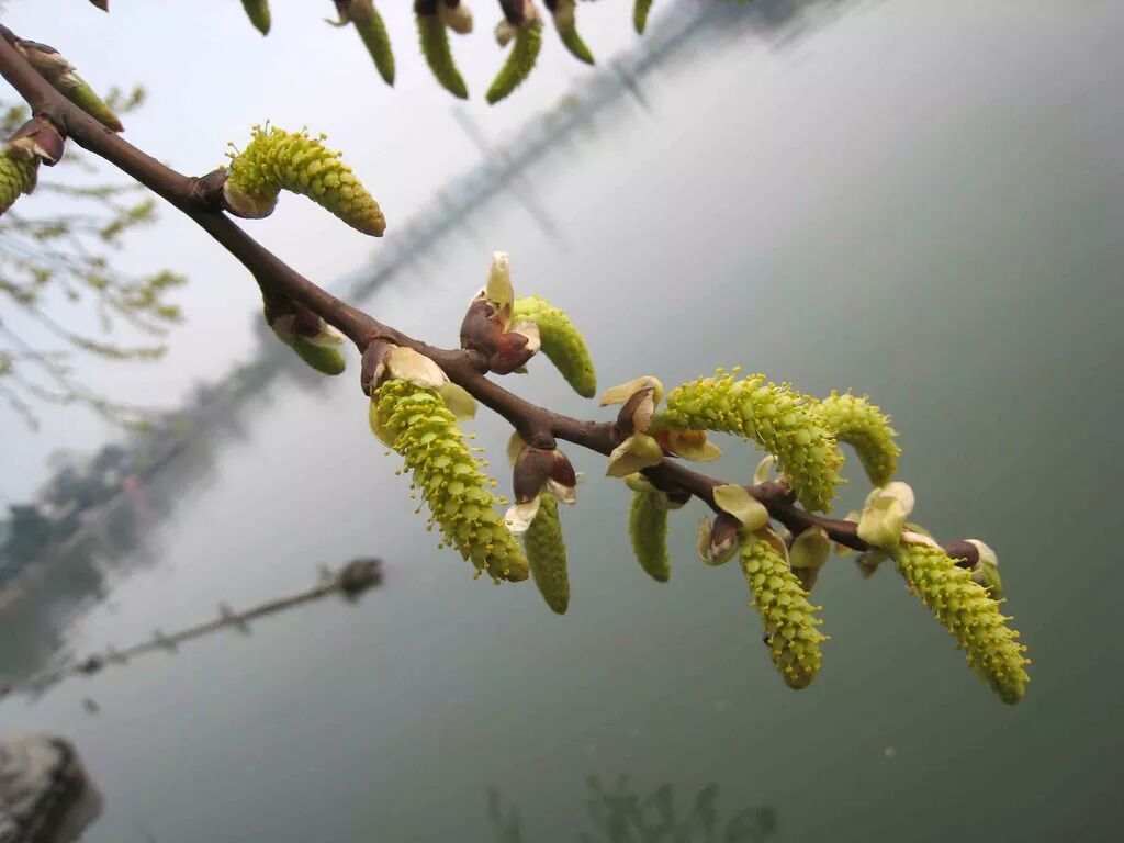 无心倒插柳竟然也成荫