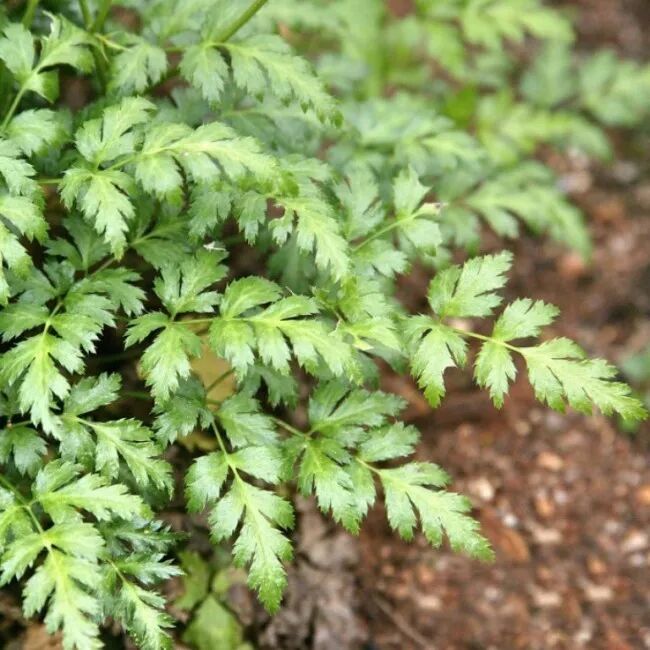 双黄连就是黄连2吗