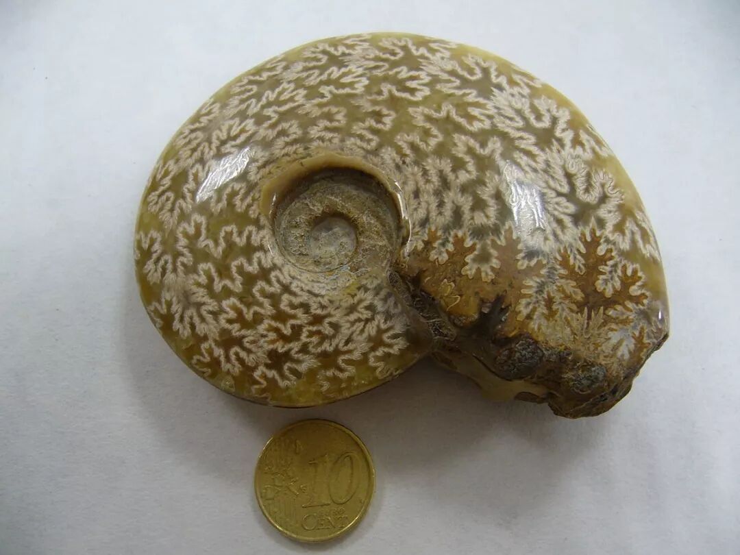 菊石是怎样一步步被掰弯的