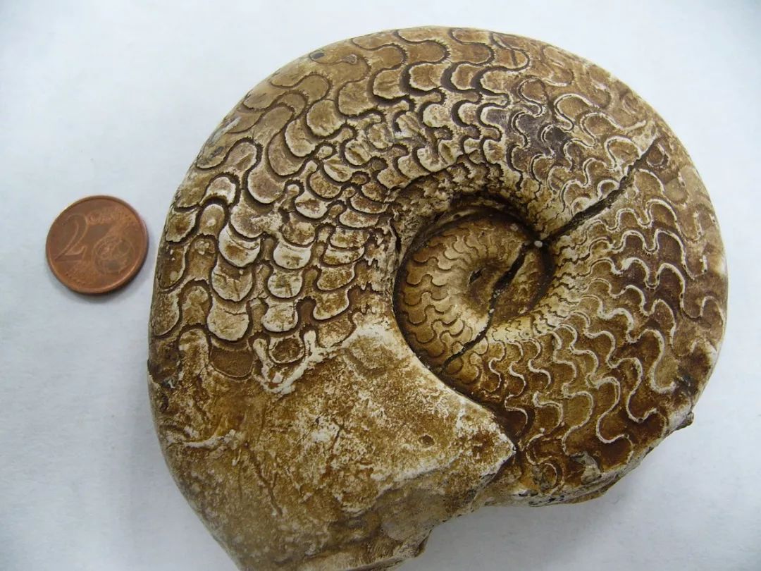 菊石是怎样一步步被掰弯的