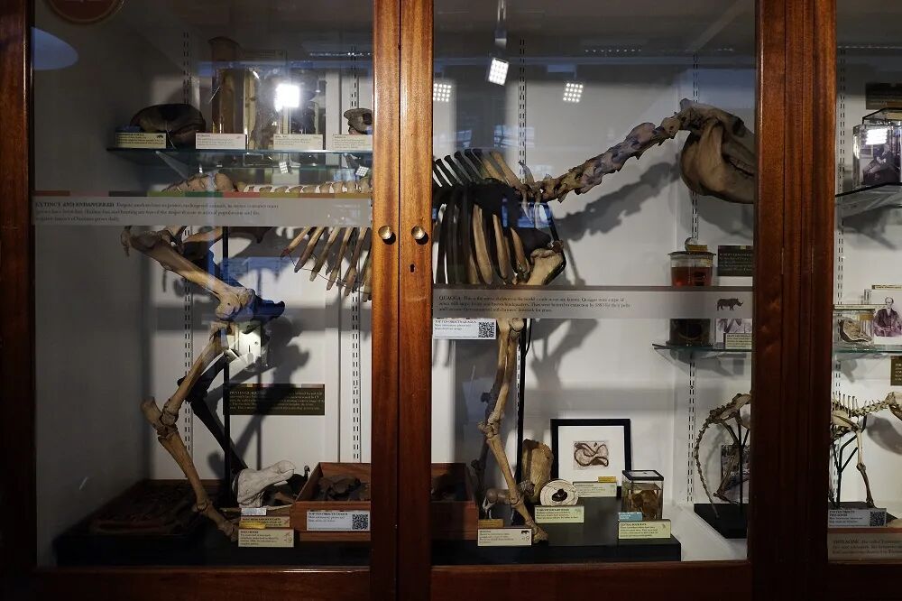 只有半身条纹的斑马 是打印机没墨了吗 全网搜