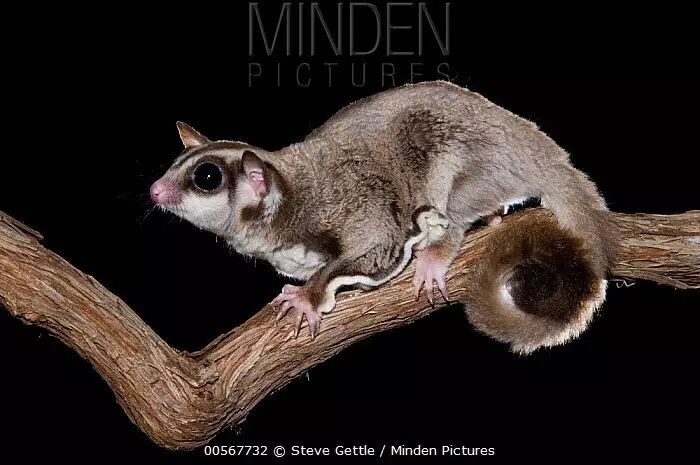 com蜜袋鼯的英文名叫"sugar glider"(蜜糖滑翔机),顾名思义,它们酷