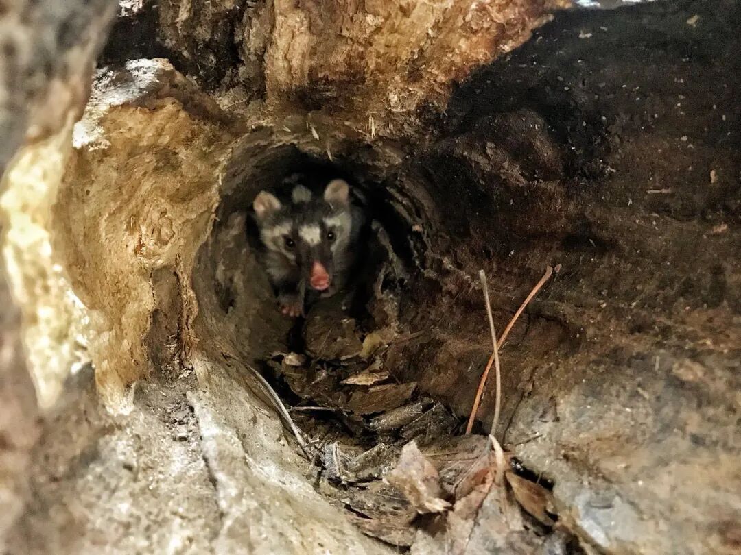 在没有人的动物园我看到动物生存的更多可能性