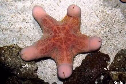 "小鱼在翻车鱼眼前游来游去,"我还认识一个胖海星,他长得才奇怪呢.