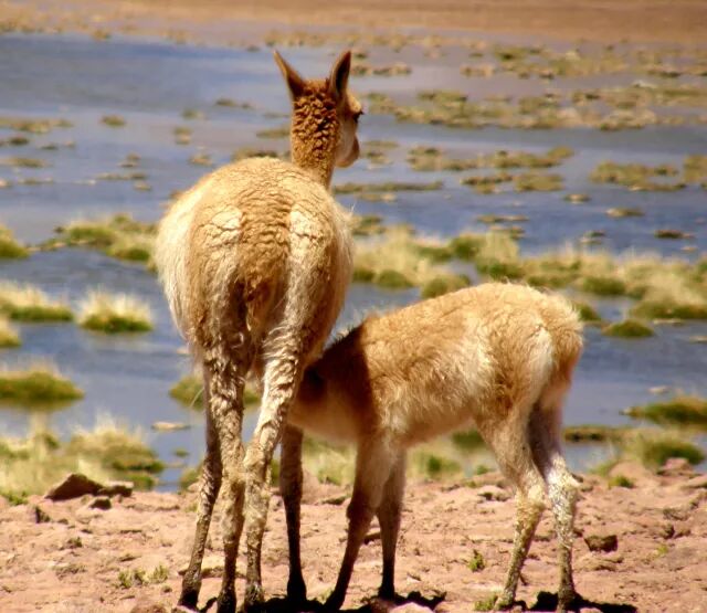 剃了毛的神兽羊驼你可曾见过