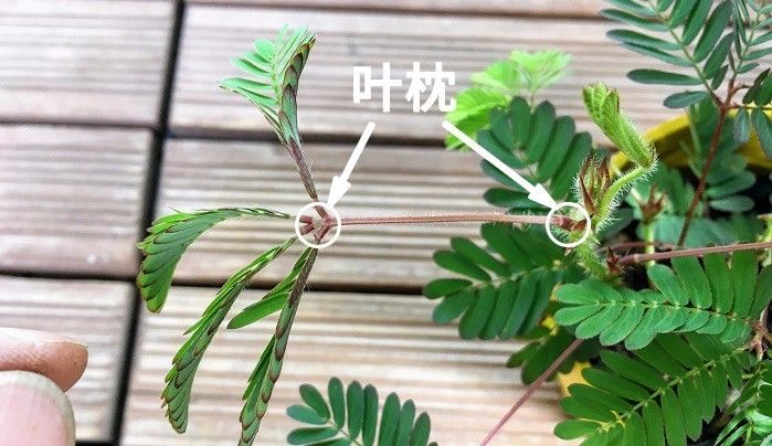 含羞草有毒那我也要调戏它