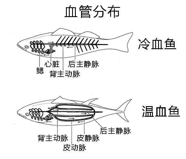 你知道鹹魚表情包裏的那隻 到底是什麼魚嗎 物種日曆 微文庫