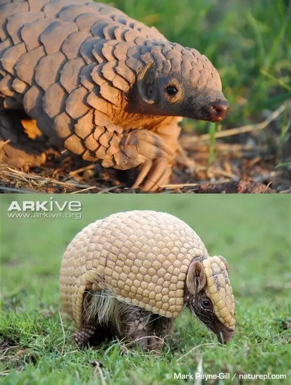 犰狳是穿山甲失散多年的兄弟并不