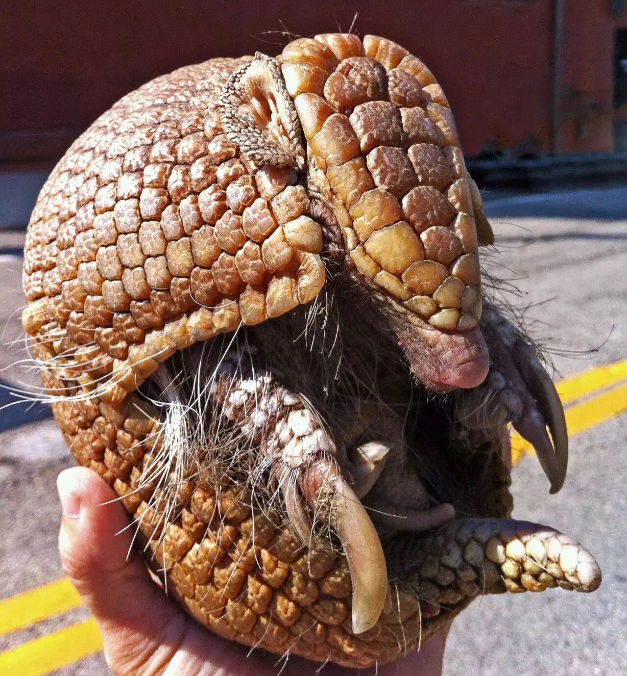 犰狳是穿山甲失散多年的兄弟并不