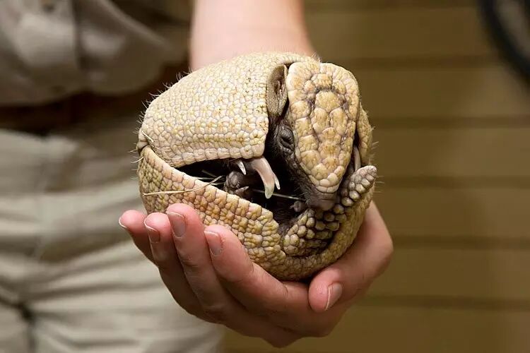 犰狳是穿山甲失散多年的兄弟并不