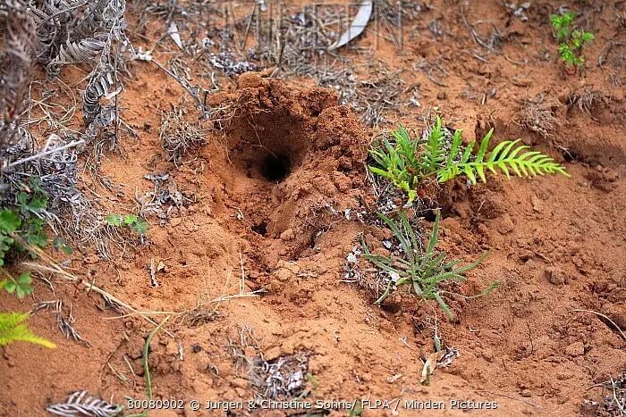 澳大利亚公认的吉祥物不是袋鼠考拉竟然是这只刺猬