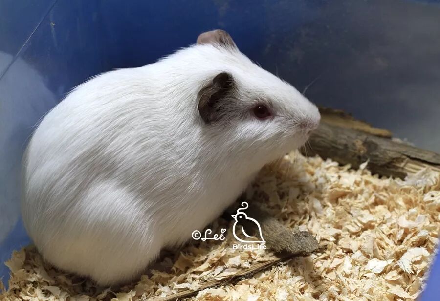 直到上大学的时候,动物生理学课需要用到很多豚鼠做实验,同学们都觉得