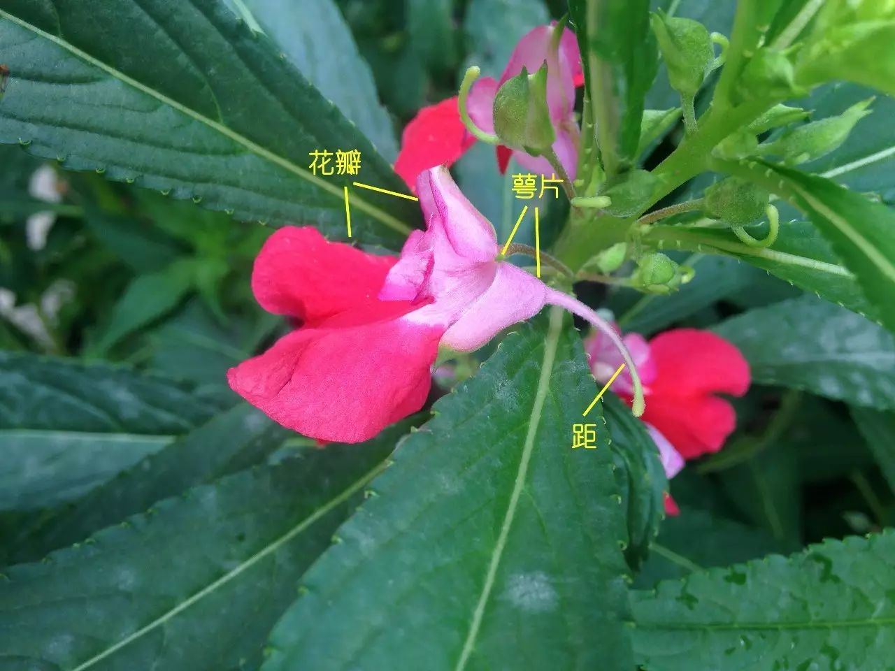 凤仙花科(凤仙花科植物都有哪些)