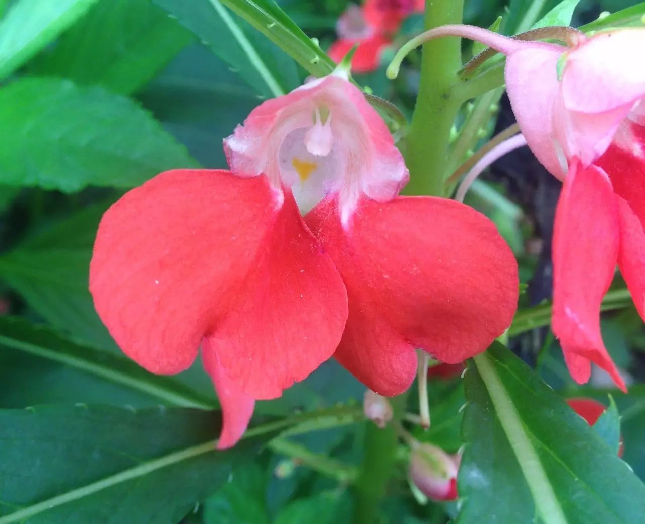 染指甲凤仙花的色号你还满意吗