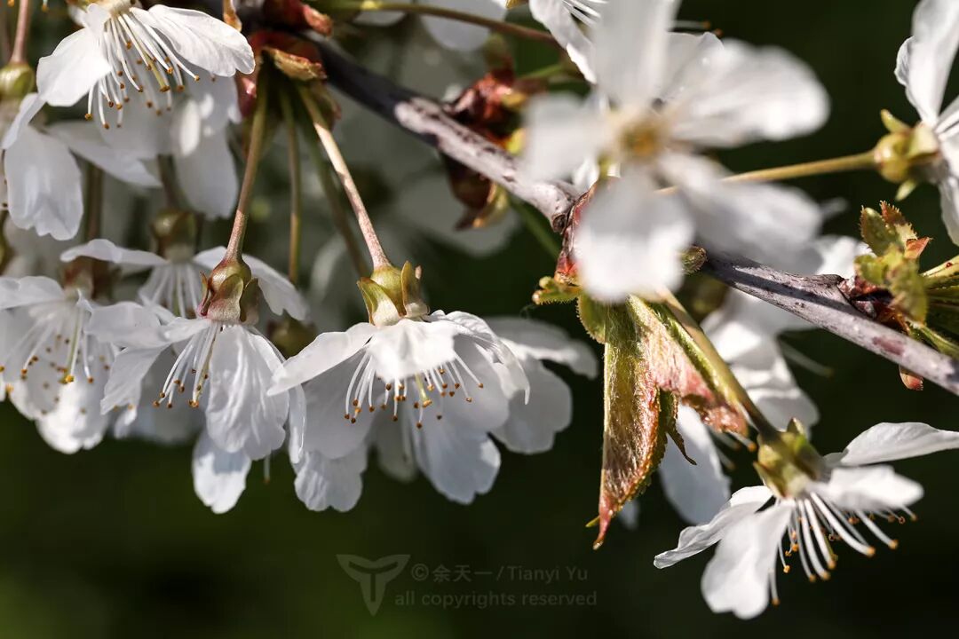 欧洲甜樱桃