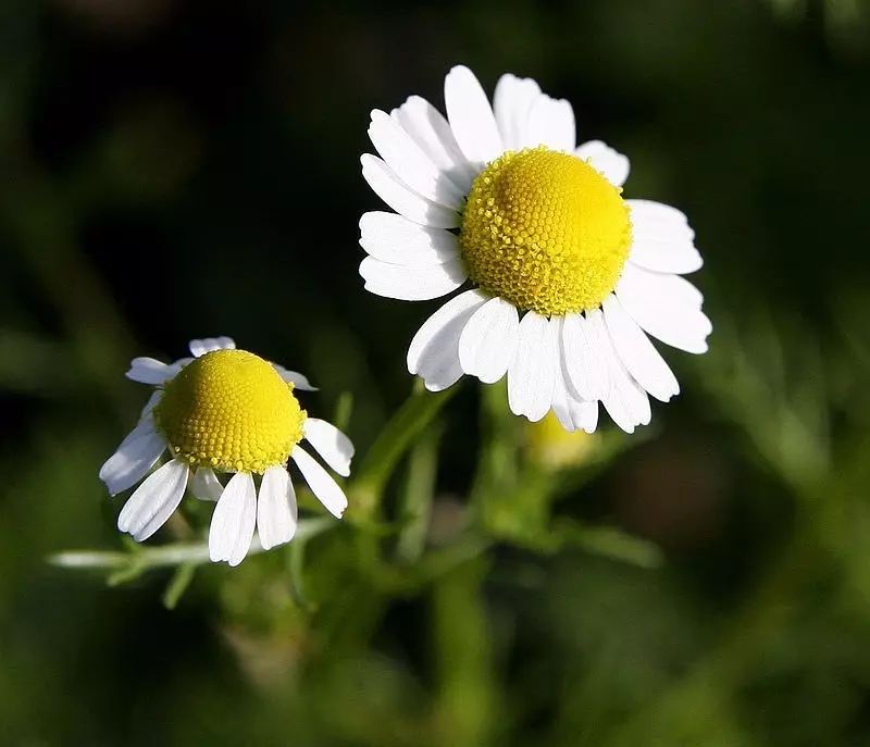 最后一种则是我们所说的洋甘菊(chamomile),是母菊属(matricaria)下的