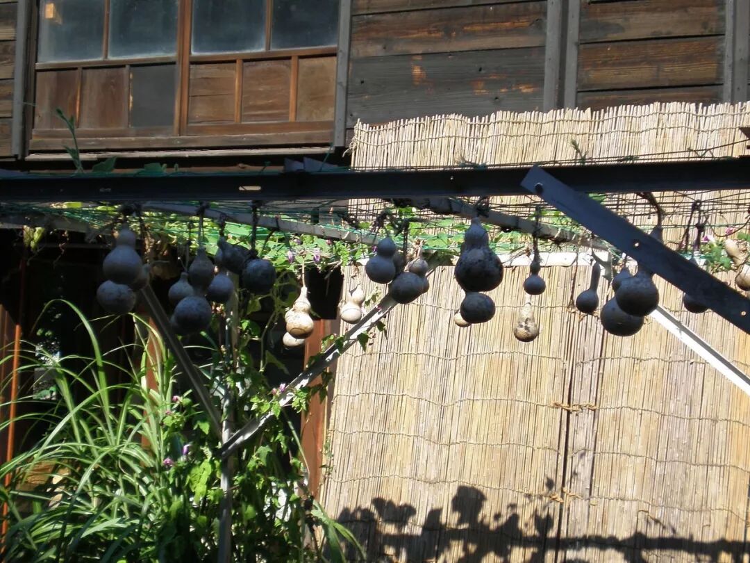 女娲 盘古 伏羲 本意都是 葫芦 物种日历 微信公众号文章阅读 Wemp