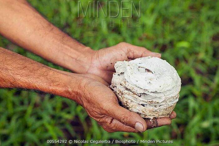 橡胶树的乳汁管密集分布在靠近形成层的韧皮部.
