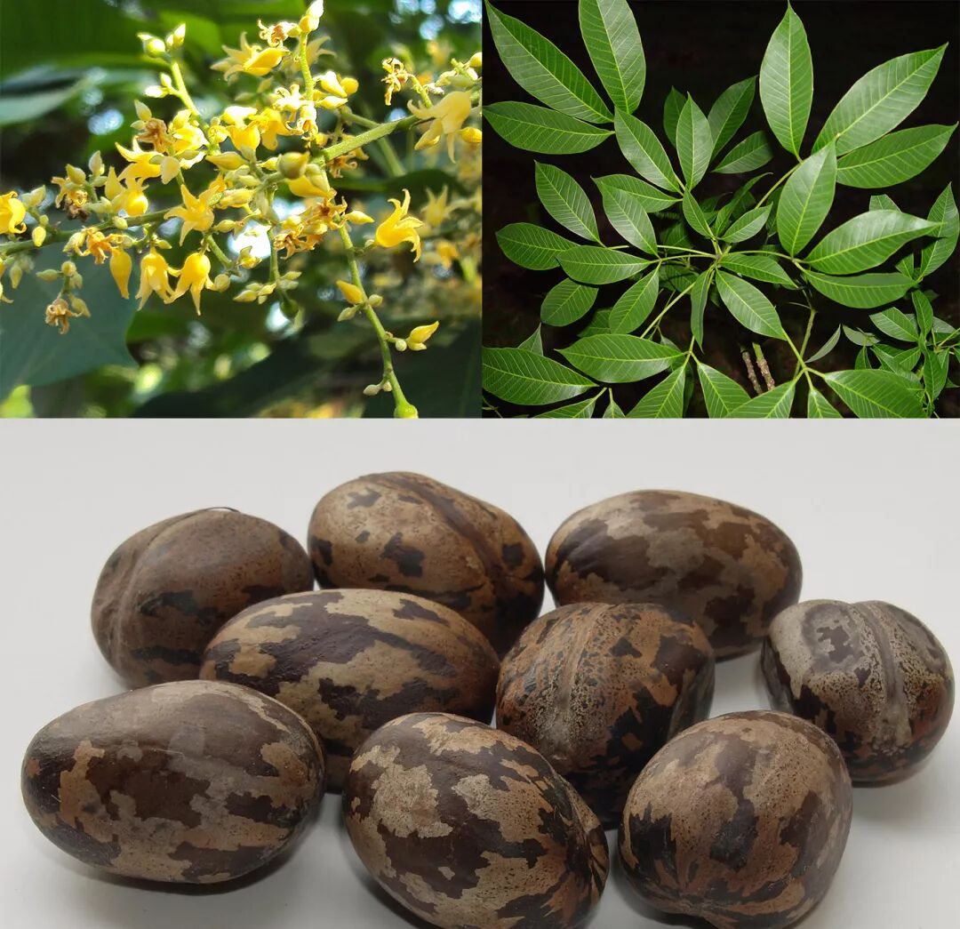 橡胶树属的落叶乔木,因其掌状复叶由三片小叶组成,所以又叫三叶橡胶树