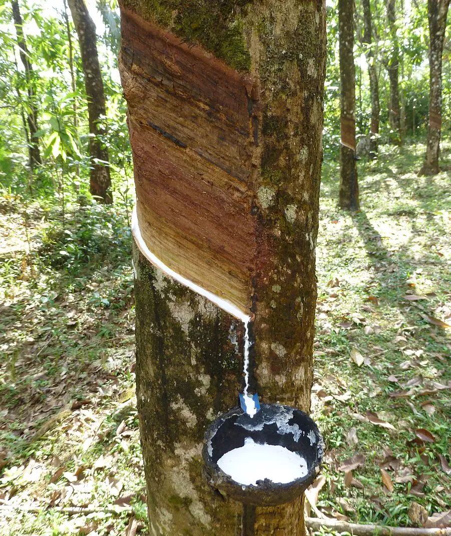 橡胶树的乳汁管密集分布在靠近形成层的韧皮部.