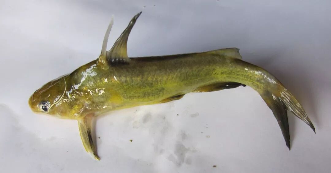 "黄颡鱼"这个名字或许听起来很陌生,但如果说起它的俗名:黄骨鱼,黄鸭