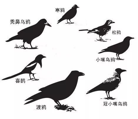 社会你鸦哥骑鹰抢劫无恶不作