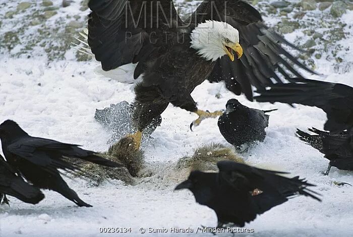 社会你鸦哥骑鹰抢劫无恶不作