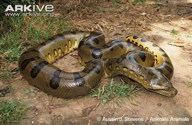 没想到纳吉尼不仅是个美人还是世界上最长长长长的一种蛇