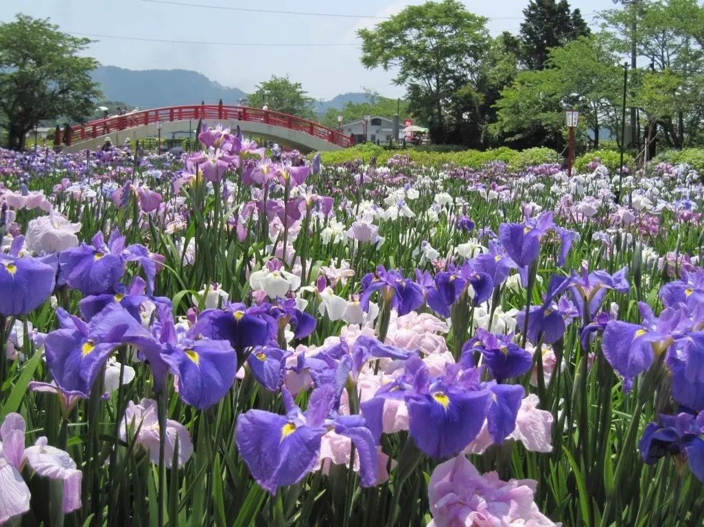 梵高筆下的鳶尾花 原來是法國香水的原料 物種日曆 微文庫