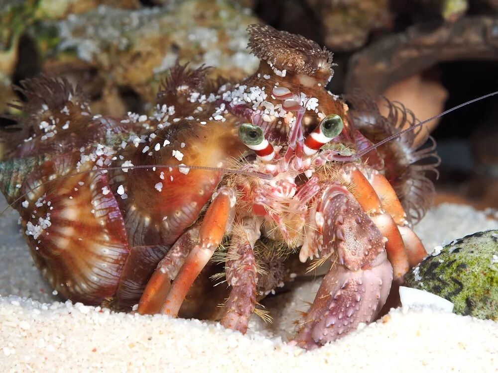 寄居蟹右手再威武还是得当免费巴士