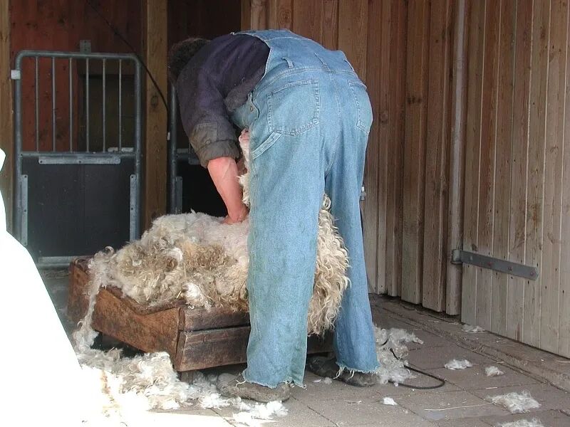 多利_多利羊_哈多利系博美犬价格