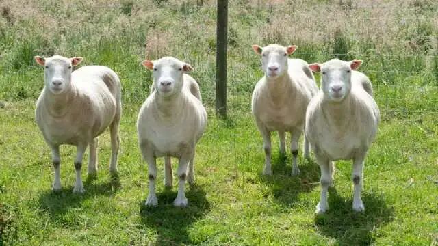 多利羊_哈多利系博美犬价格_多利