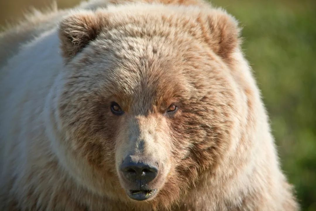 生活在大陆边缘和北极冰海上的北极熊是体型最大的熊,雄性能有700千克