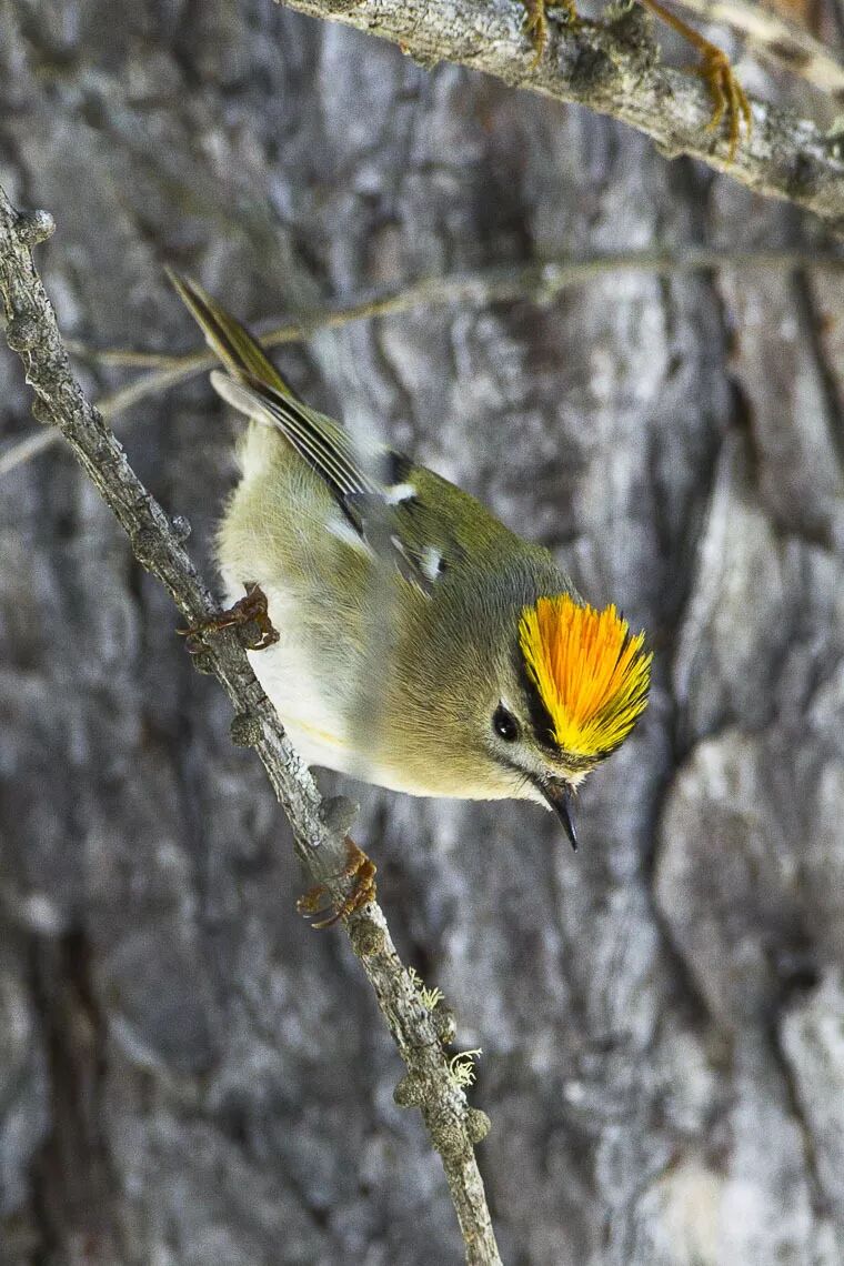 戴菊娇小可爱,但知名度却不太高,这主要是因为它在中国人眼前亮相太少